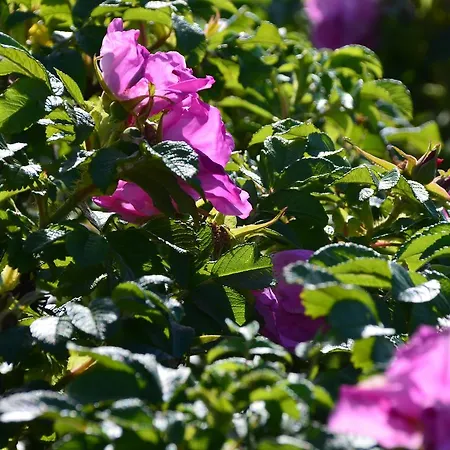 Apartman Haus Vineta Thiessow