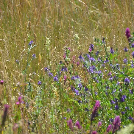 Haus Vineta Apartman